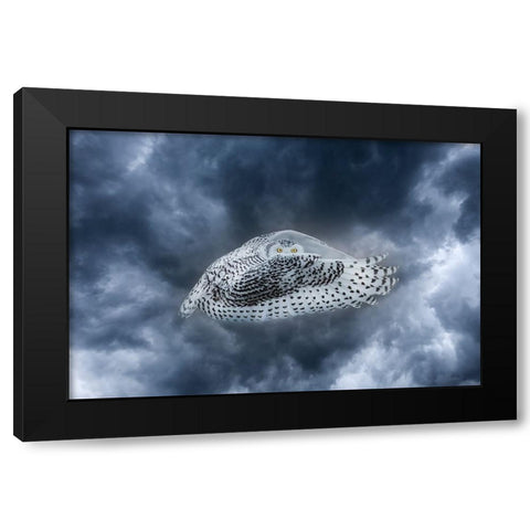 Canada-Composite of female snowy owl in flight Black Modern Wood Framed Art Print with Double Matting by Jaynes Gallery