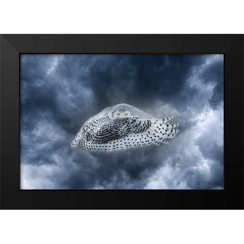 Canada-Composite of female snowy owl in flight Black Modern Wood Framed Art Print by Jaynes Gallery