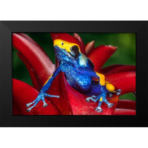 Close-up of poison dart frog on plant. Black Modern Wood Framed Art Print by Jaynes Gallery