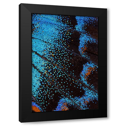 Red-spotted purple butterfly-Limenitis arthemis Black Modern Wood Framed Art Print with Double Matting by Gulin, Darrell