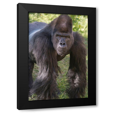 Portrait of Critically Endangered Western Lowland Gorilla Black Modern Wood Framed Art Print by Garber, Howie