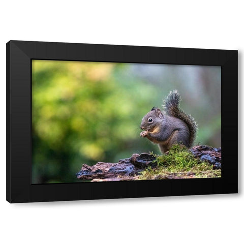 Douglas Squirrel standing on a log eating a nut Black Modern Wood Framed Art Print by Horton, Janet