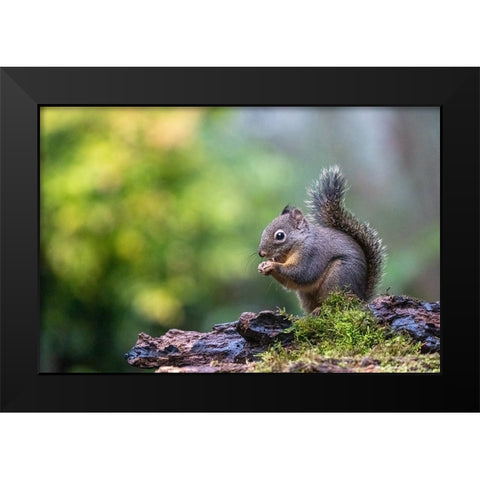 Douglas Squirrel standing on a log eating a nut Black Modern Wood Framed Art Print by Horton, Janet