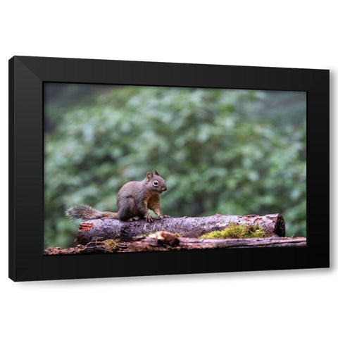 Douglas Squirrel standing on a log Black Modern Wood Framed Art Print by Horton, Janet