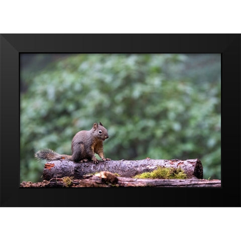 Douglas Squirrel standing on a log Black Modern Wood Framed Art Print by Horton, Janet