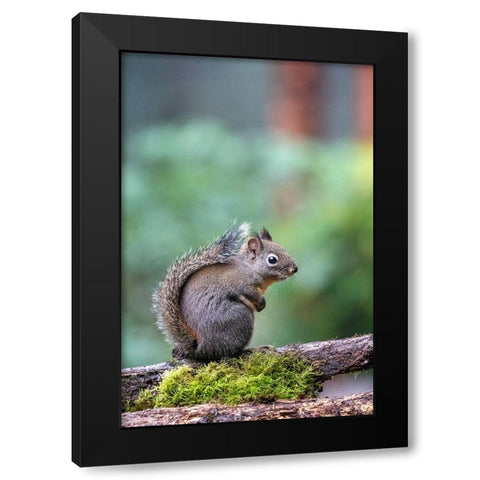 Douglas Squirrel standing on a log Black Modern Wood Framed Art Print by Horton, Janet