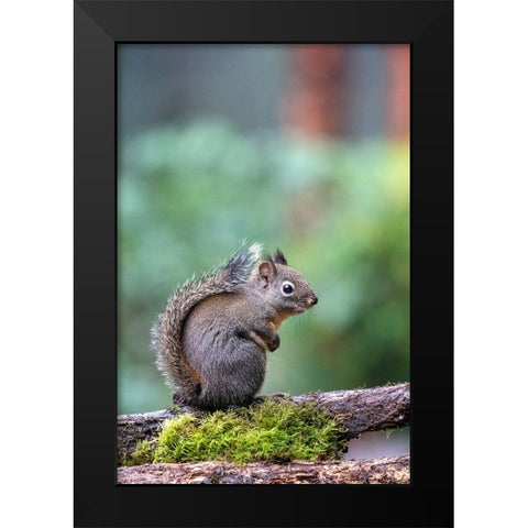 Douglas Squirrel standing on a log Black Modern Wood Framed Art Print by Horton, Janet
