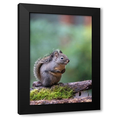 Douglas Squirrel standing on a log Black Modern Wood Framed Art Print by Horton, Janet