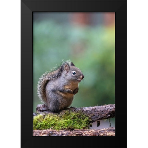 Douglas Squirrel standing on a log Black Modern Wood Framed Art Print by Horton, Janet