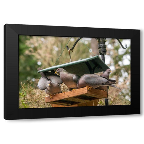 Flock of Band-tailed Pigeons cramming into a birdfeeder Black Modern Wood Framed Art Print by Horton, Janet