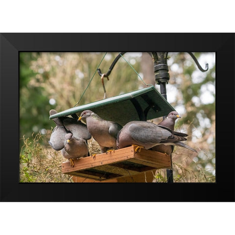 Flock of Band-tailed Pigeons cramming into a birdfeeder Black Modern Wood Framed Art Print by Horton, Janet