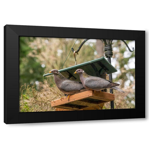 Two Band-tailed Pigeons in a birdfeeder Black Modern Wood Framed Art Print by Horton, Janet