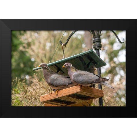 Two Band-tailed Pigeons in a birdfeeder Black Modern Wood Framed Art Print by Horton, Janet
