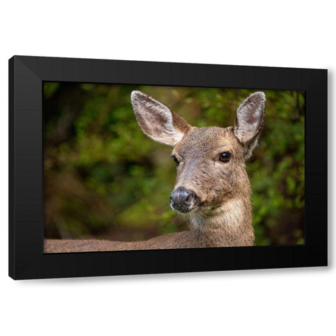 Black-tailed doe Black Modern Wood Framed Art Print with Double Matting by Horton, Janet