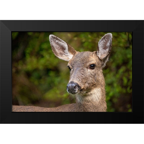 Black-tailed doe Black Modern Wood Framed Art Print by Horton, Janet
