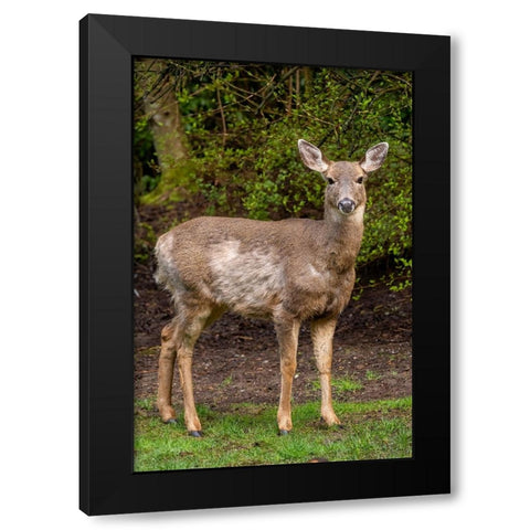 Black-tailed doe with mange Black Modern Wood Framed Art Print by Horton, Janet