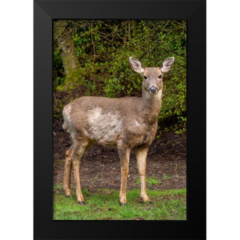 Black-tailed doe with mange Black Modern Wood Framed Art Print by Horton, Janet