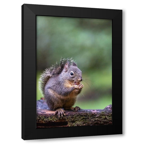Douglas Squirrel standing on a log eating a peanut Black Modern Wood Framed Art Print by Horton, Janet