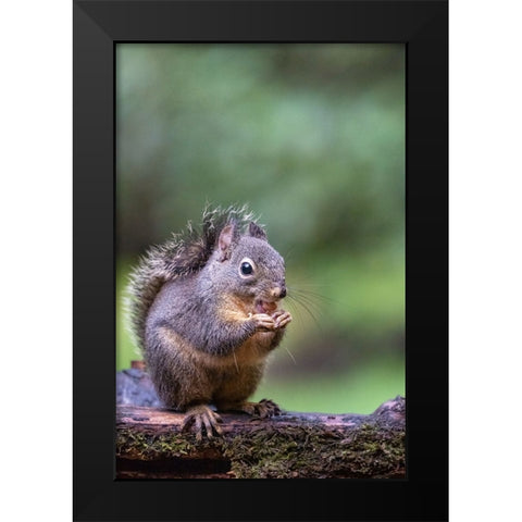 Douglas Squirrel standing on a log eating a peanut Black Modern Wood Framed Art Print by Horton, Janet