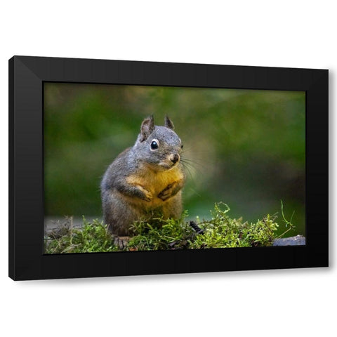 Douglas Squirrel standing on back paws on a moss-covered log Black Modern Wood Framed Art Print by Horton, Janet