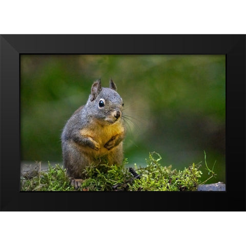 Douglas Squirrel standing on back paws on a moss-covered log Black Modern Wood Framed Art Print by Horton, Janet