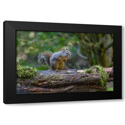 Douglas Squirrel vocalizing on a moss-covered log Black Modern Wood Framed Art Print by Horton, Janet