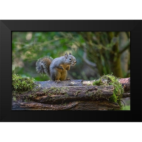 Douglas Squirrel vocalizing on a moss-covered log Black Modern Wood Framed Art Print by Horton, Janet