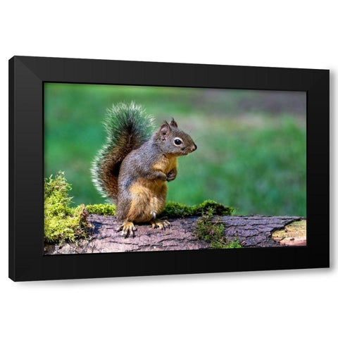 Douglas Squirrel standing on back paws on a moss-covered log Black Modern Wood Framed Art Print by Horton, Janet