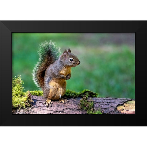 Douglas Squirrel standing on back paws on a moss-covered log Black Modern Wood Framed Art Print by Horton, Janet