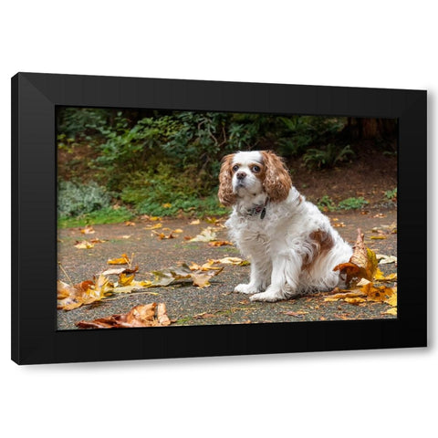 Cavalier King Charles Spaniel-on her driveway in Autumn-PR Black Modern Wood Framed Art Print by Horton, Janet