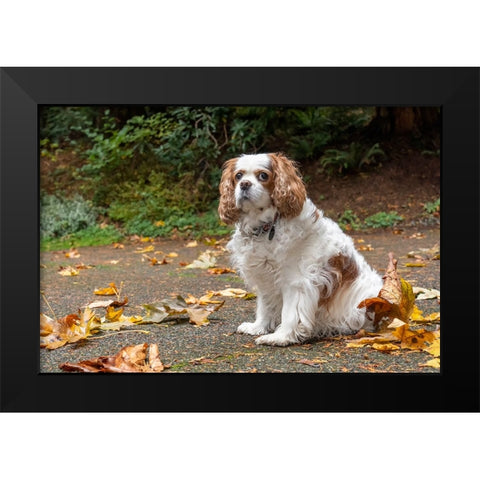 Cavalier King Charles Spaniel-on her driveway in Autumn-PR Black Modern Wood Framed Art Print by Horton, Janet