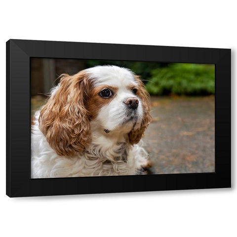 Cavalier King Charles Spaniel-on her driveway in Autumn-PR Black Modern Wood Framed Art Print by Horton, Janet