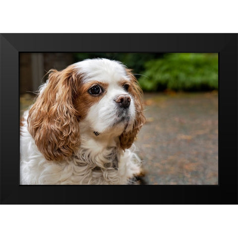 Cavalier King Charles Spaniel-on her driveway in Autumn-PR Black Modern Wood Framed Art Print by Horton, Janet