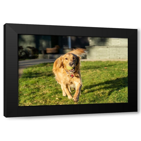 Ten week old Red Golden Retriever puppy-PR Black Modern Wood Framed Art Print with Double Matting by Horton, Janet