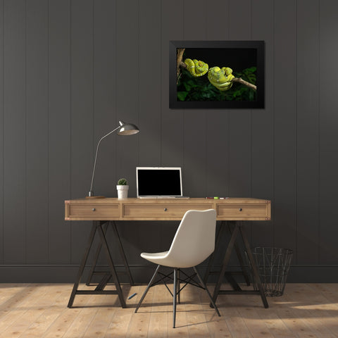 Emerald tree boa coiled- captive- native to South America Black Modern Wood Framed Art Print by McDonald, Joe and Maryann