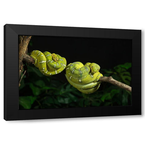Emerald tree boa coiled- captive- native to South America Black Modern Wood Framed Art Print with Double Matting by McDonald, Joe and Maryann