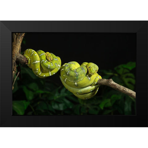 Emerald tree boa coiled- captive- native to South America Black Modern Wood Framed Art Print by McDonald, Joe and Maryann
