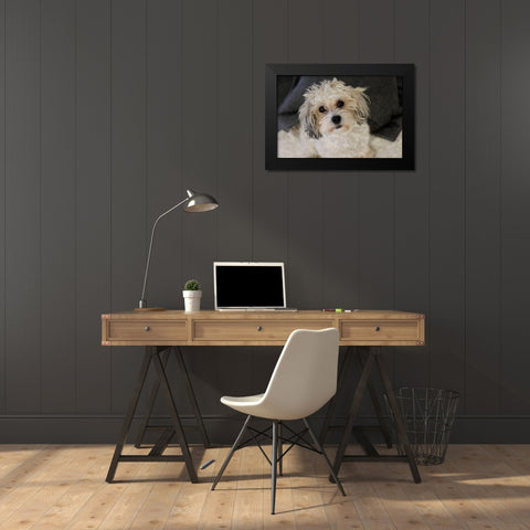 Cute white dog-terrier Black Modern Wood Framed Art Print by McRoberts, Julien