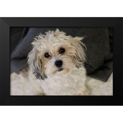 Cute white dog-terrier Black Modern Wood Framed Art Print by McRoberts, Julien