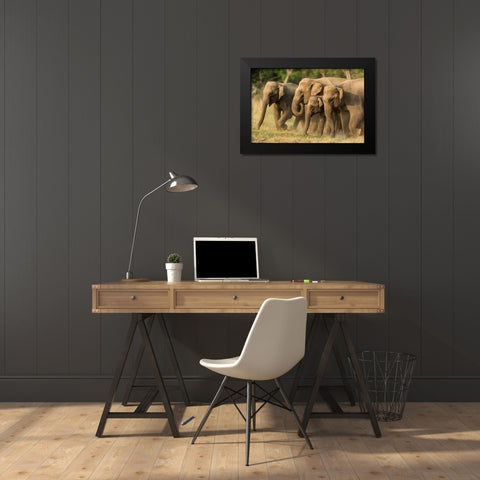 Asian elephants-small herd-Corbett National Park-India Black Modern Wood Framed Art Print by Rajput, Jagdeep