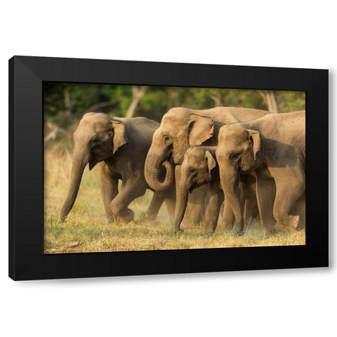 Asian elephants-small herd-Corbett National Park-India Black Modern Wood Framed Art Print by Rajput, Jagdeep