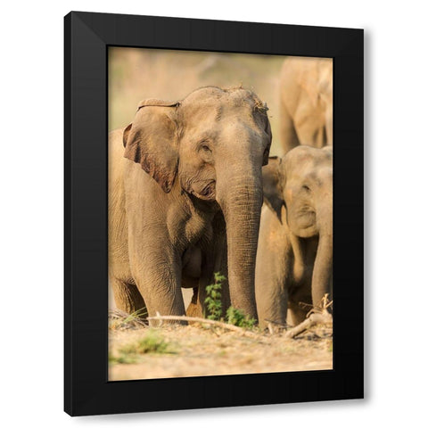 Asian Elephant (female)-Corbett National Park-India Black Modern Wood Framed Art Print by Rajput, Jagdeep