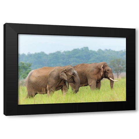 Asian Elephant Pair-Corbett National Park-India Black Modern Wood Framed Art Print with Double Matting by Rajput, Jagdeep
