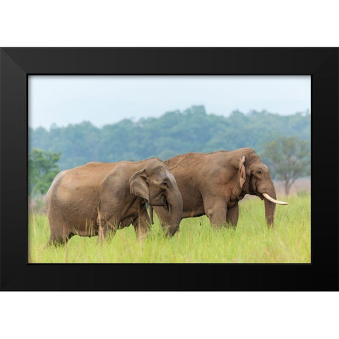 Asian Elephant Pair-Corbett National Park-India Black Modern Wood Framed Art Print by Rajput, Jagdeep