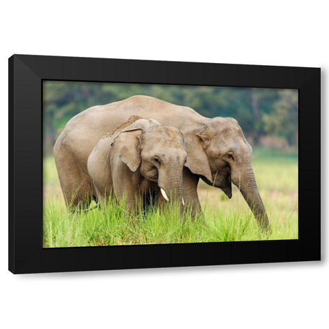 Asian Elephants-Corbett National Park-India Black Modern Wood Framed Art Print by Rajput, Jagdeep