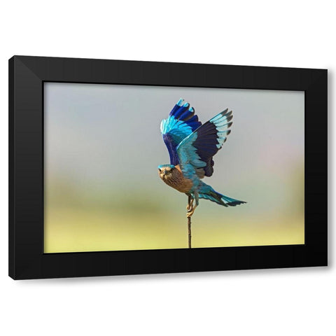 Indian Roller-Corbett National Park-India Black Modern Wood Framed Art Print with Double Matting by Rajput, Jagdeep