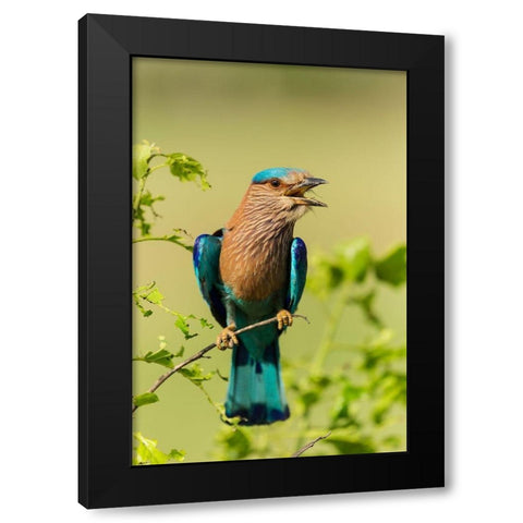 Indian Roller-Corbett National Park-India Black Modern Wood Framed Art Print by Rajput, Jagdeep