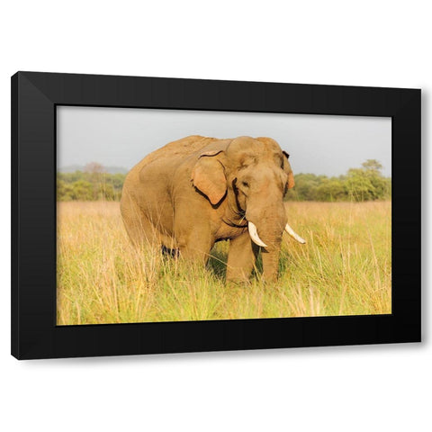 Musth Tusker in the grassland-Corbett National Park-India Black Modern Wood Framed Art Print with Double Matting by Rajput, Jagdeep