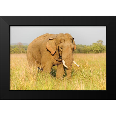 Musth Tusker in the grassland-Corbett National Park-India Black Modern Wood Framed Art Print by Rajput, Jagdeep