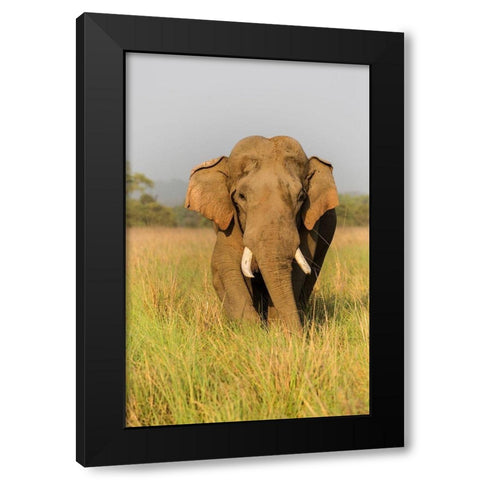 Musth Asian Elephant in the grassland-Corbett National Park-India Black Modern Wood Framed Art Print by Rajput, Jagdeep